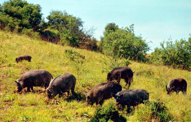 Αγρότες εναντίον… αγριογούρουνων! | Newsit.gr Αγρότες εναντίον… αγριογούρουνων! | Newsit.gr