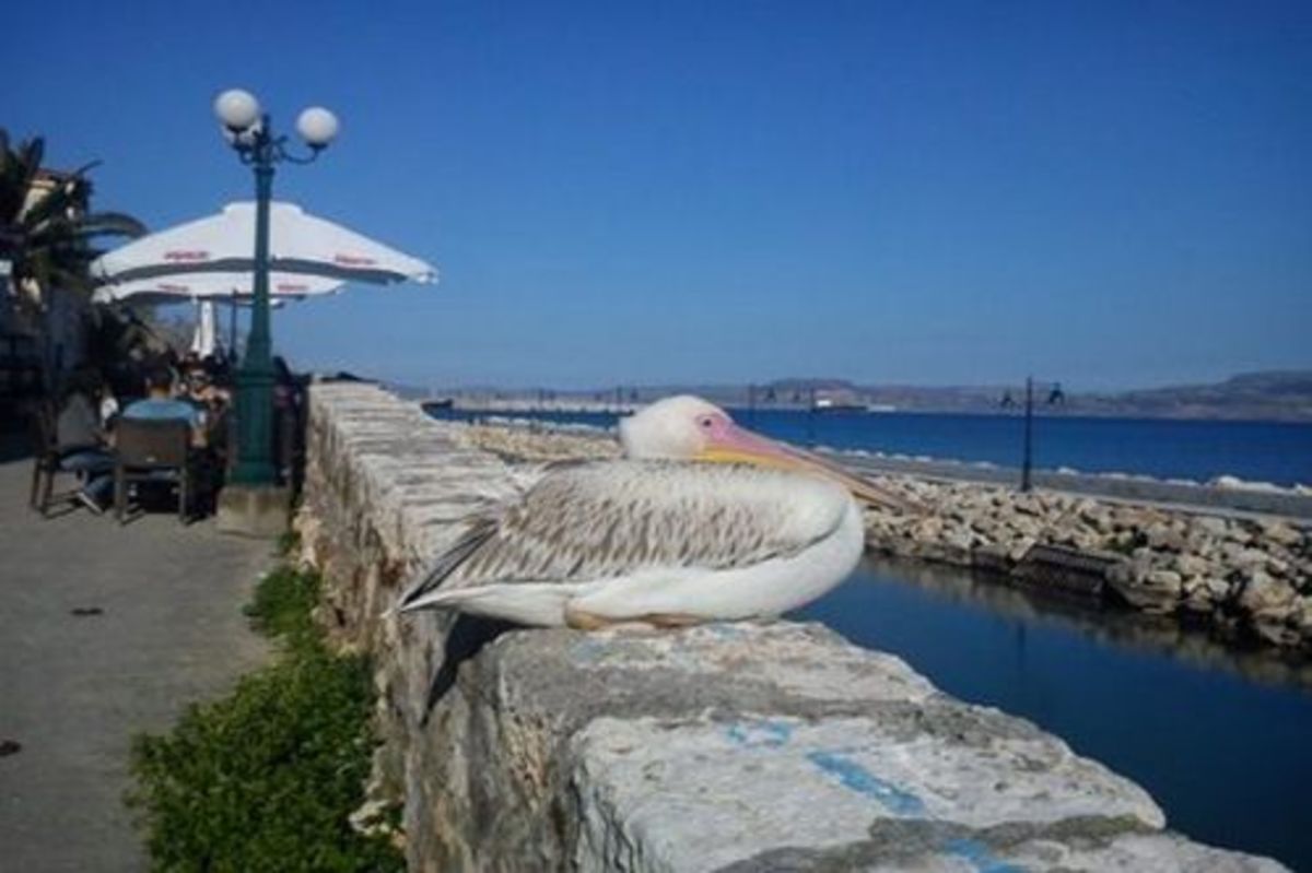 Λασίθι: Ψαράδες κατήγγειλαν μια… περίεργη εξαφάνιση! | Newsit.gr Λασίθι: Ψαράδες κατήγγειλαν μια… περίεργη εξαφάνιση! | Newsit.gr