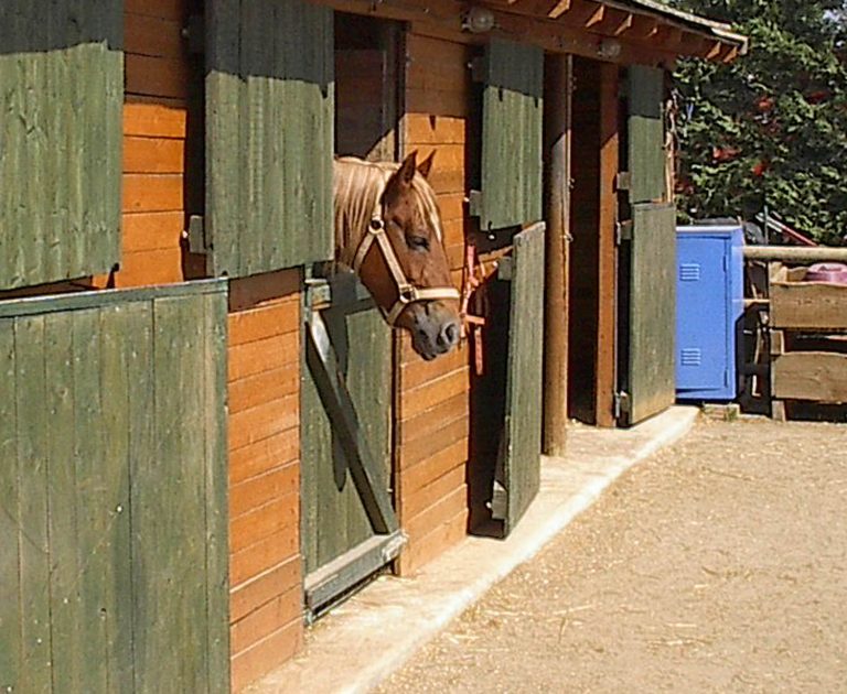 Εύβοια:Μπήκε στον στάβλο και βρήκε νεκρό τον καλύτερό του φίλο! | Newsit.gr Εύβοια:Μπήκε στον στάβλο και βρήκε νεκρό τον καλύτερό του φίλο! | Newsit.gr