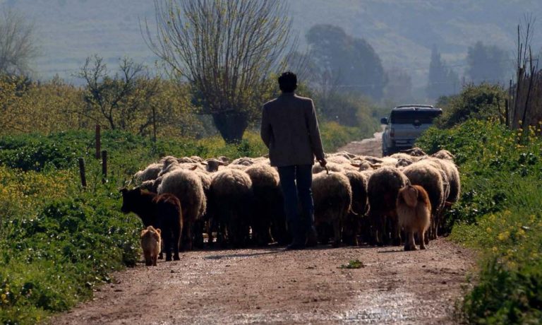Ηράκλειο: Οι βοσκοί δεν ασχολούνταν μόνο με τα πρόβατα… | Newsit.gr Ηράκλειο: Οι βοσκοί δεν ασχολούνταν μόνο με τα πρόβατα… | Newsit.gr