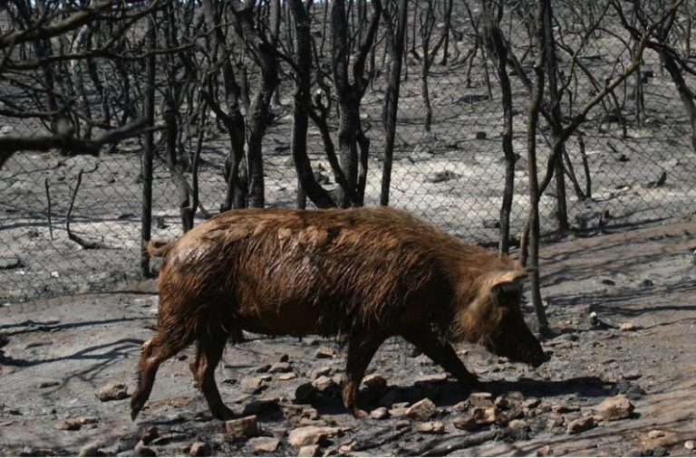 Τρίκαλα: Στο χειρουργείο 35χρονος από επίθεση αγριογούρουνου! | Newsit.gr Τρίκαλα: Στο χειρουργείο 35χρονος από επίθεση αγριογούρουνου! | Newsit.gr