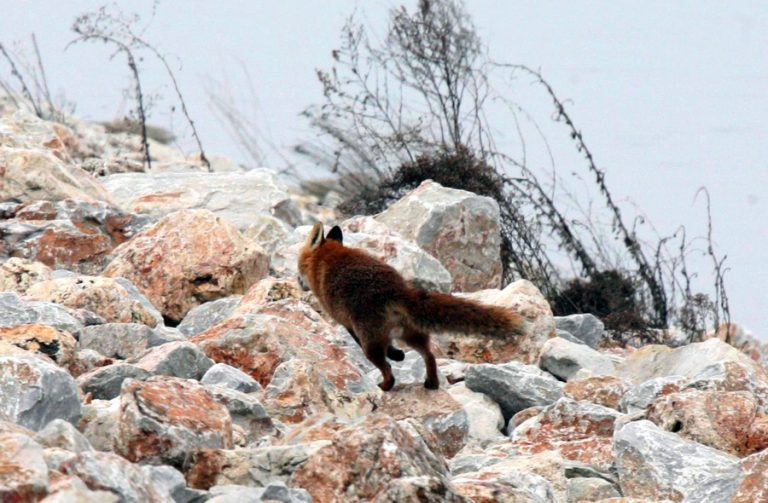 Ξεκινούν οι από αέρος εμβολιασμοί των κόκκινων αλεπούδων κατά της λύσσας – Τι πρέπει να προσέχουν οι πολίτες | Newsit.gr Ξεκινούν οι από αέρος εμβολιασμοί των κόκκινων αλεπούδων κατά της λύσσας – Τι πρέπει να προσέχουν οι πολίτες | Newsit.gr
