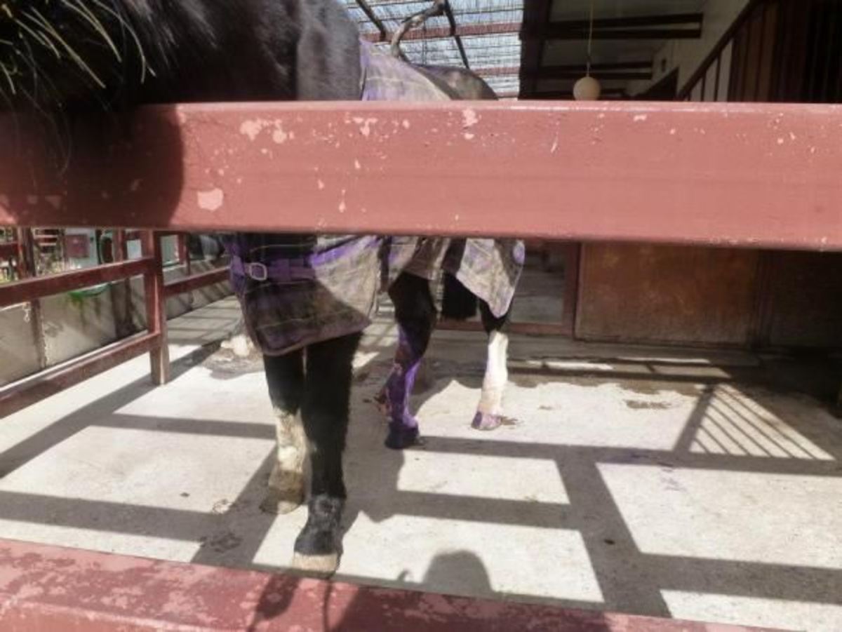Κρήτη: Αφήνουν τα άλογά τους, να πεθαίνουν της πείνας – Βίντεο! | Newsit.gr Κρήτη: Αφήνουν τα άλογά τους, να πεθαίνουν της πείνας – Βίντεο! | Newsit.gr