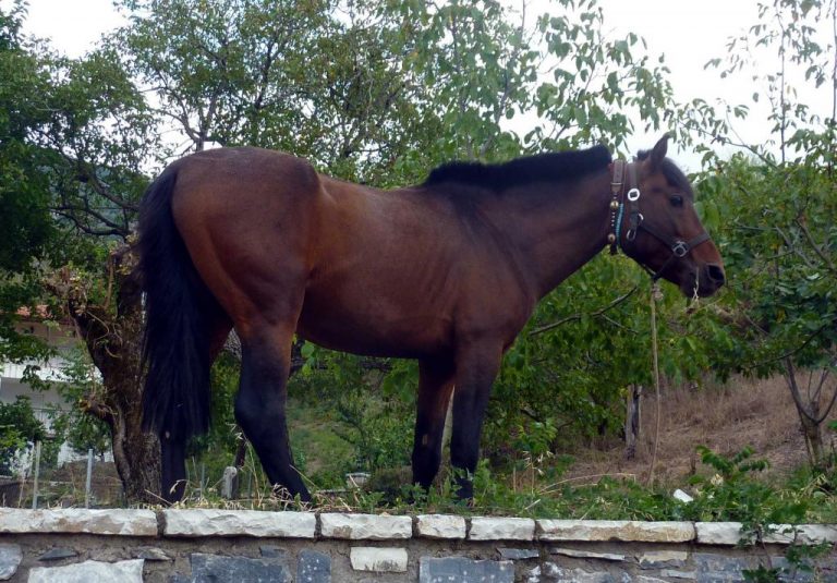 Λέσβος: Μηχανή συγκρούστηκε με άλογο – Τραυματίστηκε ο οδηγός | Newsit.gr Λέσβος: Μηχανή συγκρούστηκε με άλογο – Τραυματίστηκε ο οδηγός | Newsit.gr