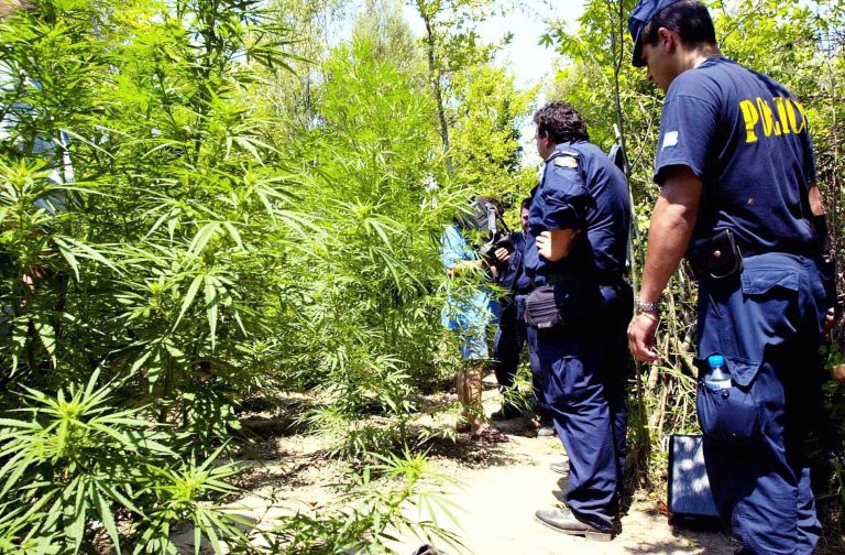 Σπάρτη: Εκριζώθηκαν 22 δενδρύλλια χασίς! | Newsit.gr Σπάρτη: Εκριζώθηκαν 22 δενδρύλλια χασίς! | Newsit.gr