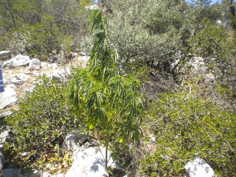 Ξεριζώθηκαν πέντε χιλιάδες δενδρύλλια ινδικής κάνναβης | Newsit.gr Ξεριζώθηκαν πέντε χιλιάδες δενδρύλλια ινδικής κάνναβης | Newsit.gr