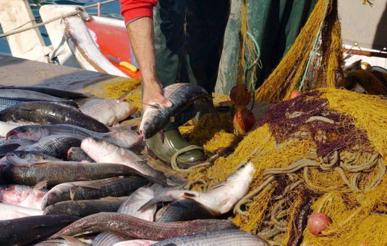 Γέμισε ψάρια ο Αμβρακικός – Έσκισε τα δίχτυα απλήρωτος εργάτης | Newsit.gr Γέμισε ψάρια ο Αμβρακικός – Έσκισε τα δίχτυα απλήρωτος εργάτης | Newsit.gr