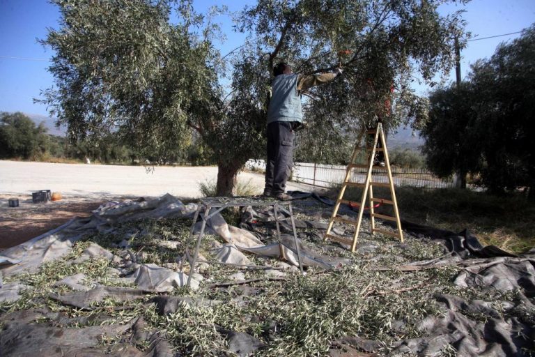 Ρέθυμνο: Τραυματίστηκε θανάσιμα ενώ μάζευε τις ελιές του | Newsit.gr Ρέθυμνο: Τραυματίστηκε θανάσιμα ενώ μάζευε τις ελιές του | Newsit.gr