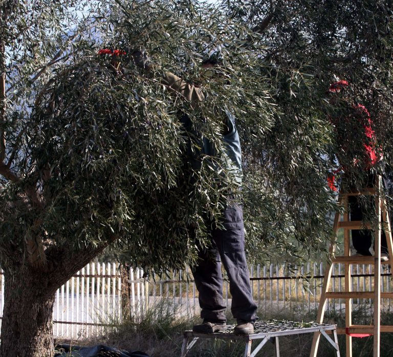 Πύργος: Παρακολουθούσαν και χτύπησαν την ώρα που μάζευε ελιές! | Newsit.gr Πύργος: Παρακολουθούσαν και χτύπησαν την ώρα που μάζευε ελιές! | Newsit.gr
