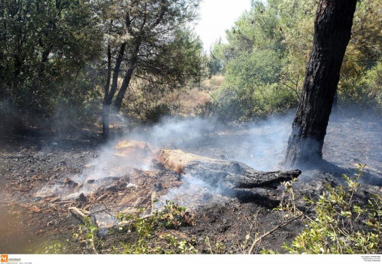 Σε εξέλιξη η φωτιά στην Κω – Εκκενώθηκαν ξενοδοχεία – Φωτιά και στη Ρόδο! | Newsit.gr Σε εξέλιξη η φωτιά στην Κω – Εκκενώθηκαν ξενοδοχεία – Φωτιά και στη Ρόδο! | Newsit.gr