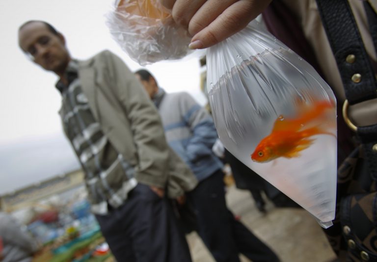 Αθώα η δημοσιογράφος για την δολοφονία των 12 ψαριών | Newsit.gr Αθώα η δημοσιογράφος για την δολοφονία των 12 ψαριών | Newsit.gr