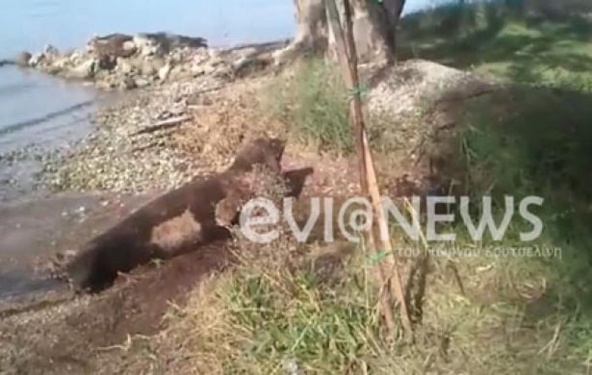 Εύβοια: Φώκια βγήκε στην ακτή και έκανε παιχνίδια – ΒΙΝΤΕΟ | Newsit.gr Εύβοια: Φώκια βγήκε στην ακτή και έκανε παιχνίδια – ΒΙΝΤΕΟ | Newsit.gr