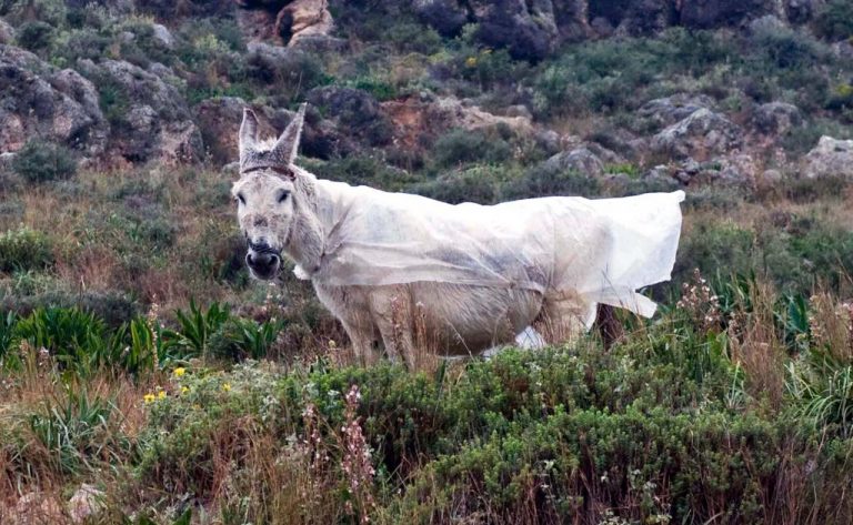Λάρισα: Θα πετάξει ο γάιδαρος για χάρη της… τρόικας | Newsit.gr Λάρισα: Θα πετάξει ο γάιδαρος για χάρη της… τρόικας | Newsit.gr