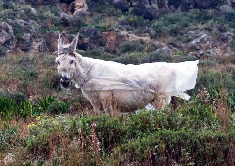Ρόδος: Οι κλέφτες έβαλαν τρία γαϊδούρια στο φορτηγό και… έγιναν καπνός! | Newsit.gr Ρόδος: Οι κλέφτες έβαλαν τρία γαϊδούρια στο φορτηγό και… έγιναν καπνός! | Newsit.gr