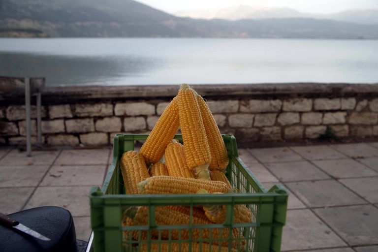 Γενετικά τροποποιημένα καλαμπόκια στην Ευρωπαϊκή αγορά! | Newsit.gr Γενετικά τροποποιημένα καλαμπόκια στην Ευρωπαϊκή αγορά! | Newsit.gr