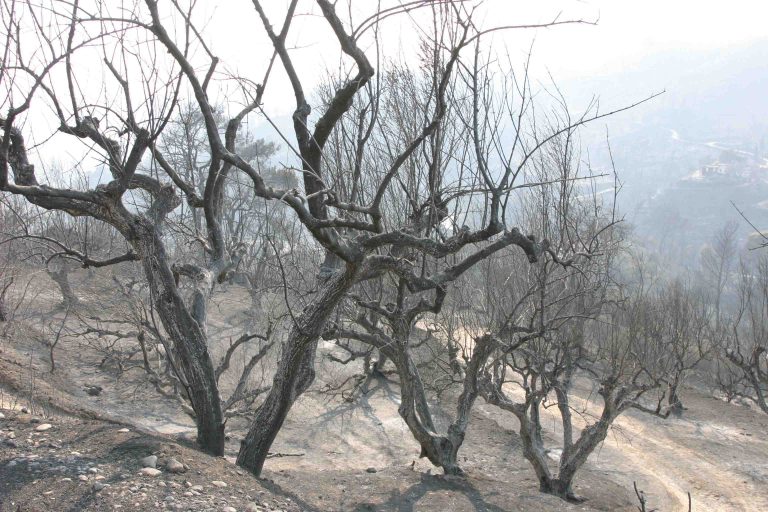 Έρευνα για τα 3.000 ευρώ που δόθηκαν στους πυρόπληκτους | Newsit.gr Έρευνα για τα 3.000 ευρώ που δόθηκαν στους πυρόπληκτους | Newsit.gr