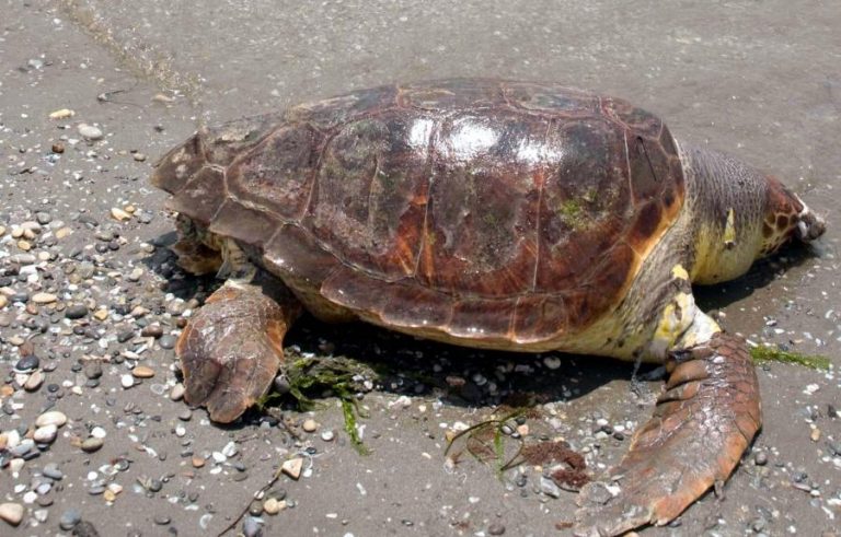 Κυλλήνη: Βρήκαν τραυματισμένη Caretta-Caretta | Newsit.gr Κυλλήνη: Βρήκαν τραυματισμένη Caretta-Caretta | Newsit.gr