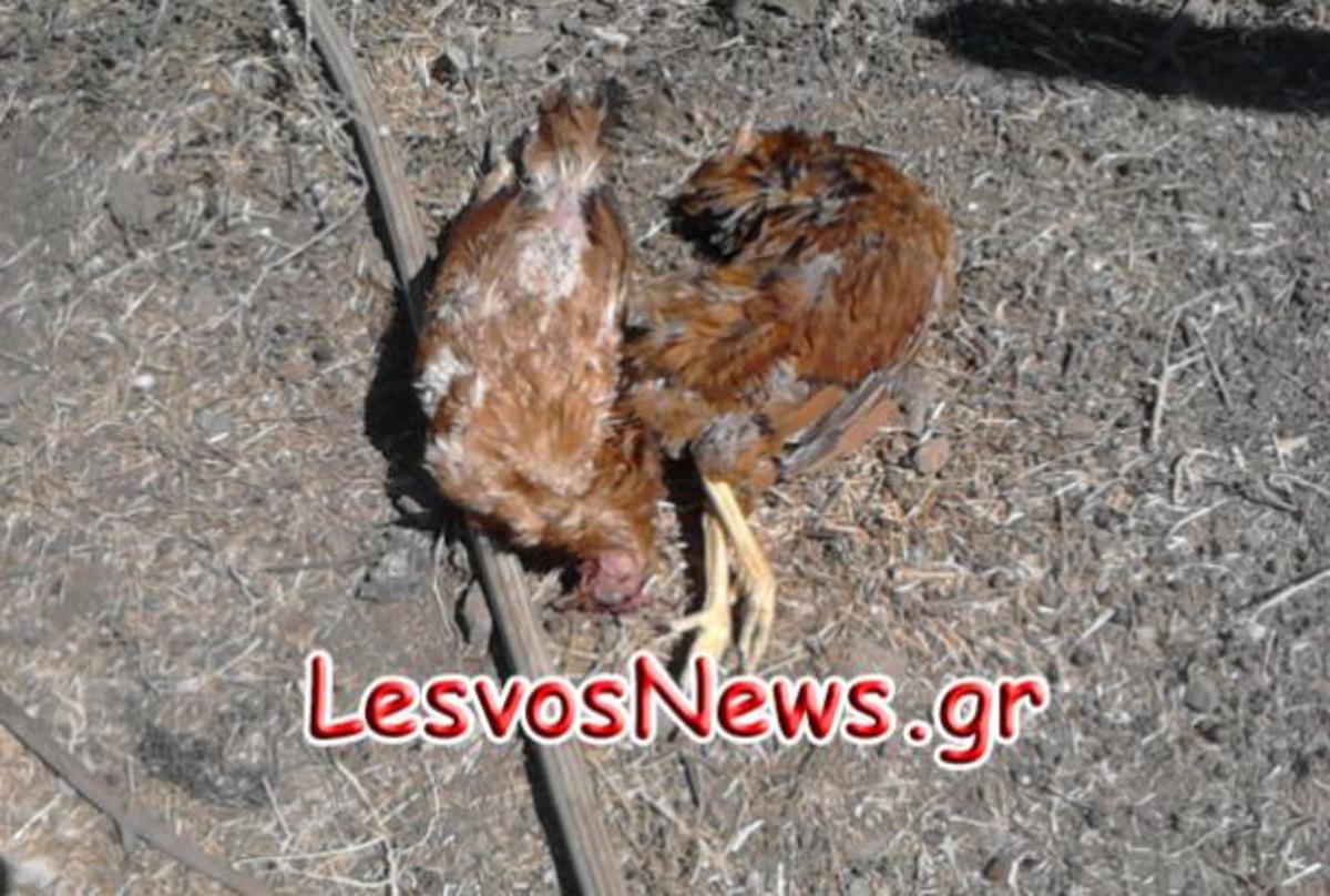 Λέσβος: Επιθέσεις σε ανθρώπους και ζώα από αγέλες σκυλιών στην Αγία Μαρίνα | Newsit.gr Λέσβος: Επιθέσεις σε ανθρώπους και ζώα από αγέλες σκυλιών στην Αγία Μαρίνα | Newsit.gr