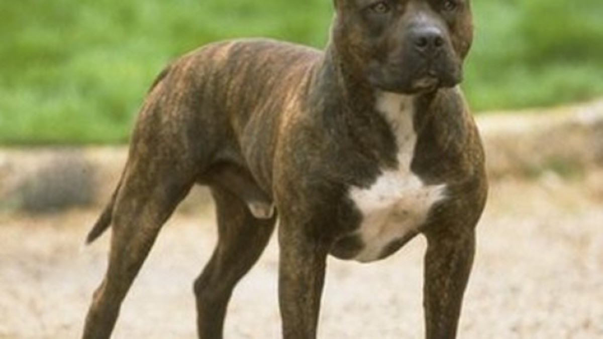 Αγρίνιο: Εκβιασμός και σύλληψη για ένα… pitbull | Newsit.gr Αγρίνιο: Εκβιασμός και σύλληψη για ένα… pitbull | Newsit.gr