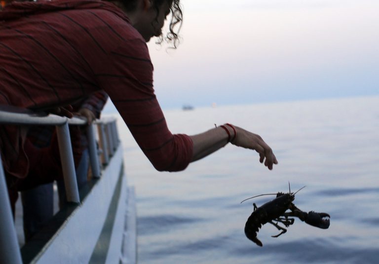 Πώς γλίτωσαν τη ζωή τους 534 αστακοί | Newsit.gr Πώς γλίτωσαν τη ζωή τους 534 αστακοί | Newsit.gr