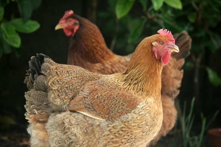 Ιωάννινα: Ένοπλη ληστεία σε εταιρεία με πουλερικά | Newsit.gr Ιωάννινα: Ένοπλη ληστεία σε εταιρεία με πουλερικά | Newsit.gr