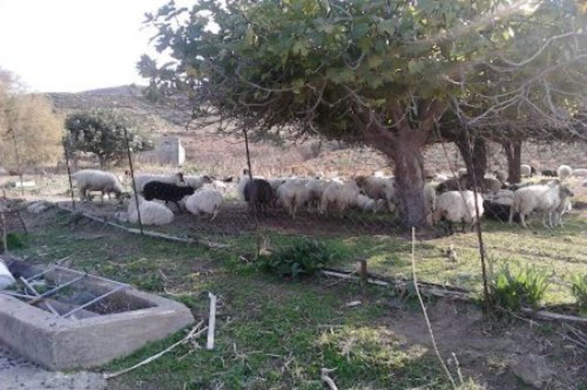 Κρήτη: Είχαν τα πρόβατα χωρίς… σκουλαρίκια και τα σκυλιά αλυσοδεμένα μέσα στον ήλιο | Newsit.gr Κρήτη: Είχαν τα πρόβατα χωρίς… σκουλαρίκια και τα σκυλιά αλυσοδεμένα μέσα στον ήλιο | Newsit.gr