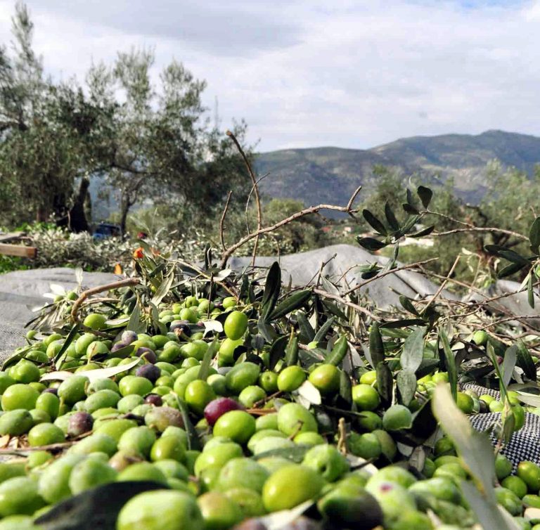 Κρήτη:Ο φόβος »λύγισε» 3 αγρότες-Παραδόθηκαν για παράνομη είσπραξη ΦΠΑ! | Newsit.gr Κρήτη:Ο φόβος »λύγισε» 3 αγρότες-Παραδόθηκαν για παράνομη είσπραξη ΦΠΑ! | Newsit.gr