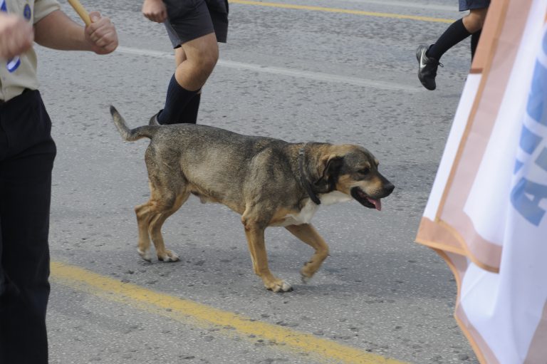 Πρέβεζα: Κρέμασαν σκύλο μέσα σε παλιό αυτοκίνητο! | Newsit.gr Πρέβεζα: Κρέμασαν σκύλο μέσα σε παλιό αυτοκίνητο! | Newsit.gr