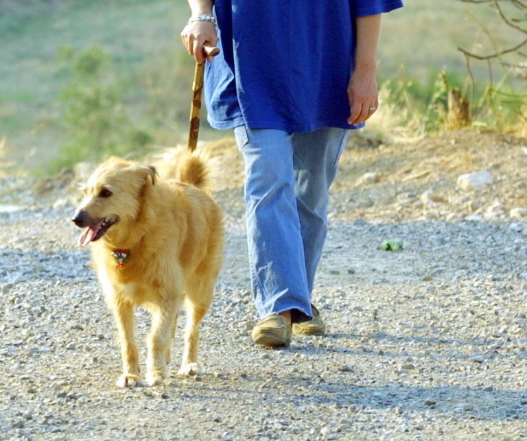 Θεσπρωτία: Τρομακτική βόλτα για ιδιοκτήτη σκύλου – Έπεσε σε γκρεμό 10 μέτρων! | Newsit.gr Θεσπρωτία: Τρομακτική βόλτα για ιδιοκτήτη σκύλου – Έπεσε σε γκρεμό 10 μέτρων! | Newsit.gr