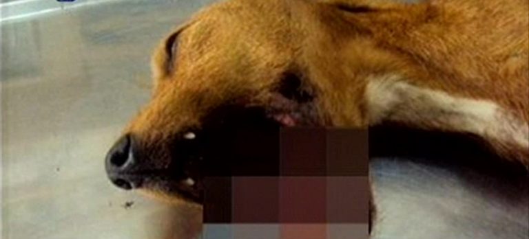 Θεσσαλονίκη: Φρίκη! Έβαλαν στη μέση σκυλί και το πυροβολούσαν! | Newsit.gr Θεσσαλονίκη: Φρίκη! Έβαλαν στη μέση σκυλί και το πυροβολούσαν! | Newsit.gr