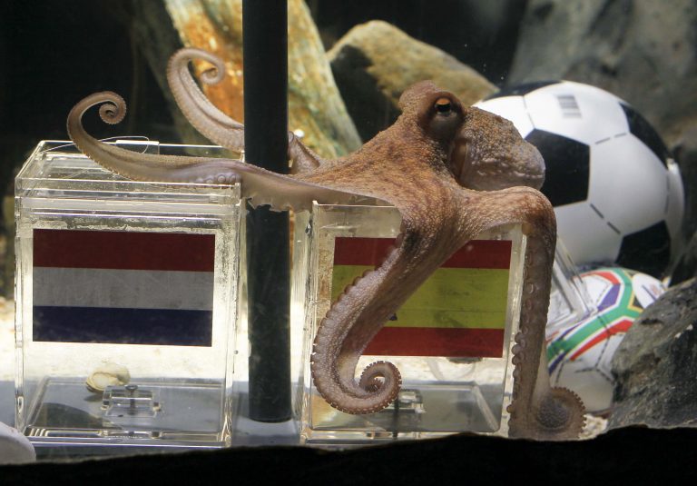 Τι προβλέπει το χταπόδι-μέντιουμ για τον τελικό! | Newsit.gr Τι προβλέπει το χταπόδι-μέντιουμ για τον τελικό! | Newsit.gr