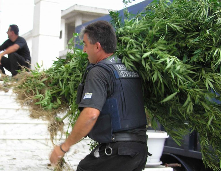 Η χασισοφυτεία στο Τατόι είχε ως και συναγερμό! | Newsit.gr Η χασισοφυτεία στο Τατόι είχε ως και συναγερμό! | Newsit.gr