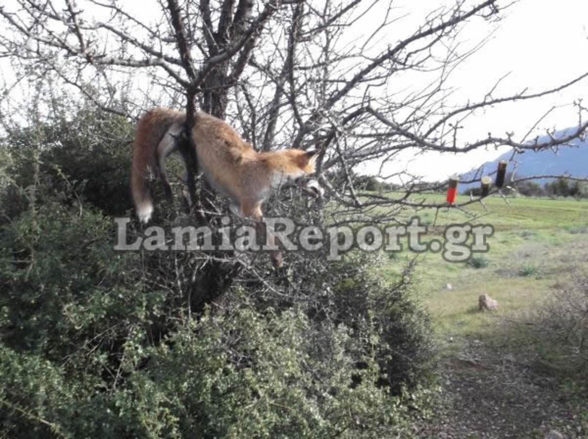 Φθιώτιδα: Κρέμασε σε δέντρο την αλεπού που σκότωσε – Δείτε φωτό! | Newsit.gr Φθιώτιδα: Κρέμασε σε δέντρο την αλεπού που σκότωσε – Δείτε φωτό! | Newsit.gr