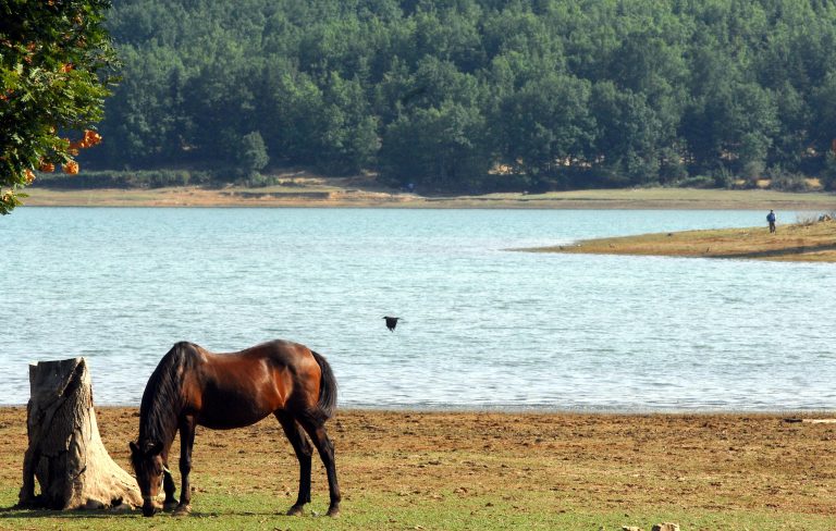 Νεκρός μοτοσικλετιστής που τράκαρε με… άλογο | Newsit.gr Νεκρός μοτοσικλετιστής που τράκαρε με… άλογο | Newsit.gr