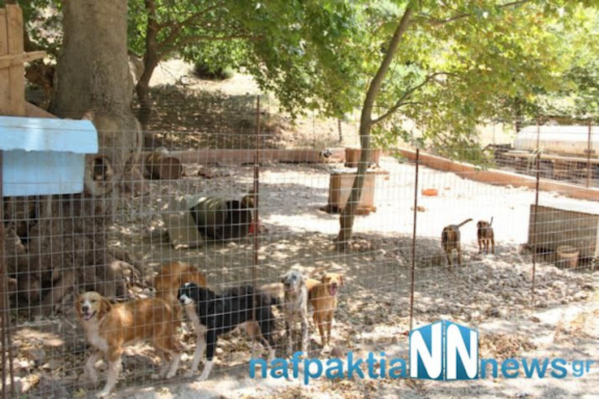 Ναυπακτία: »Πίνουμε νερό σκυλίσιο στο Λυγιά» – Δείτε το βίντεο! | Newsit.gr Ναυπακτία: »Πίνουμε νερό σκυλίσιο στο Λυγιά» – Δείτε το βίντεο! | Newsit.gr