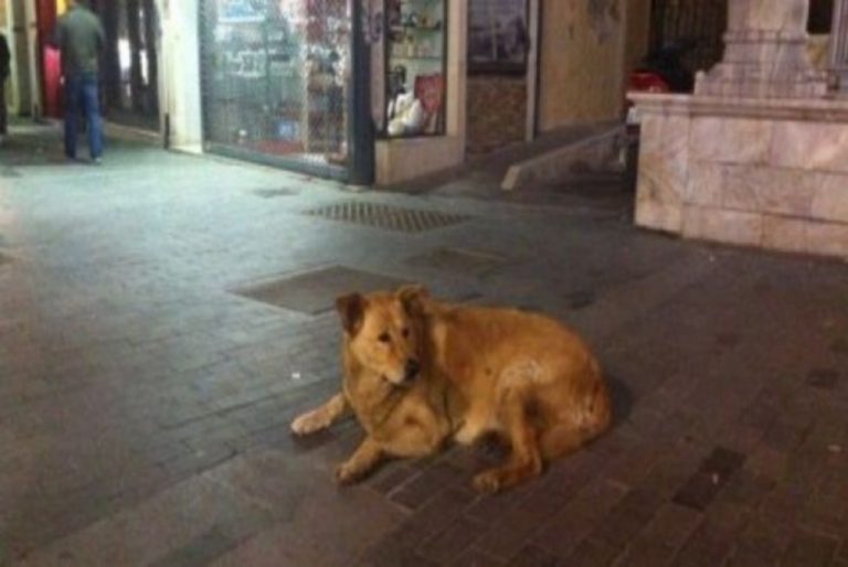 Ηράκλειο: Στο κυνοκομείο ο »αρχηγός των ατάκτων»! | Newsit.gr Ηράκλειο: Στο κυνοκομείο ο »αρχηγός των ατάκτων»! | Newsit.gr