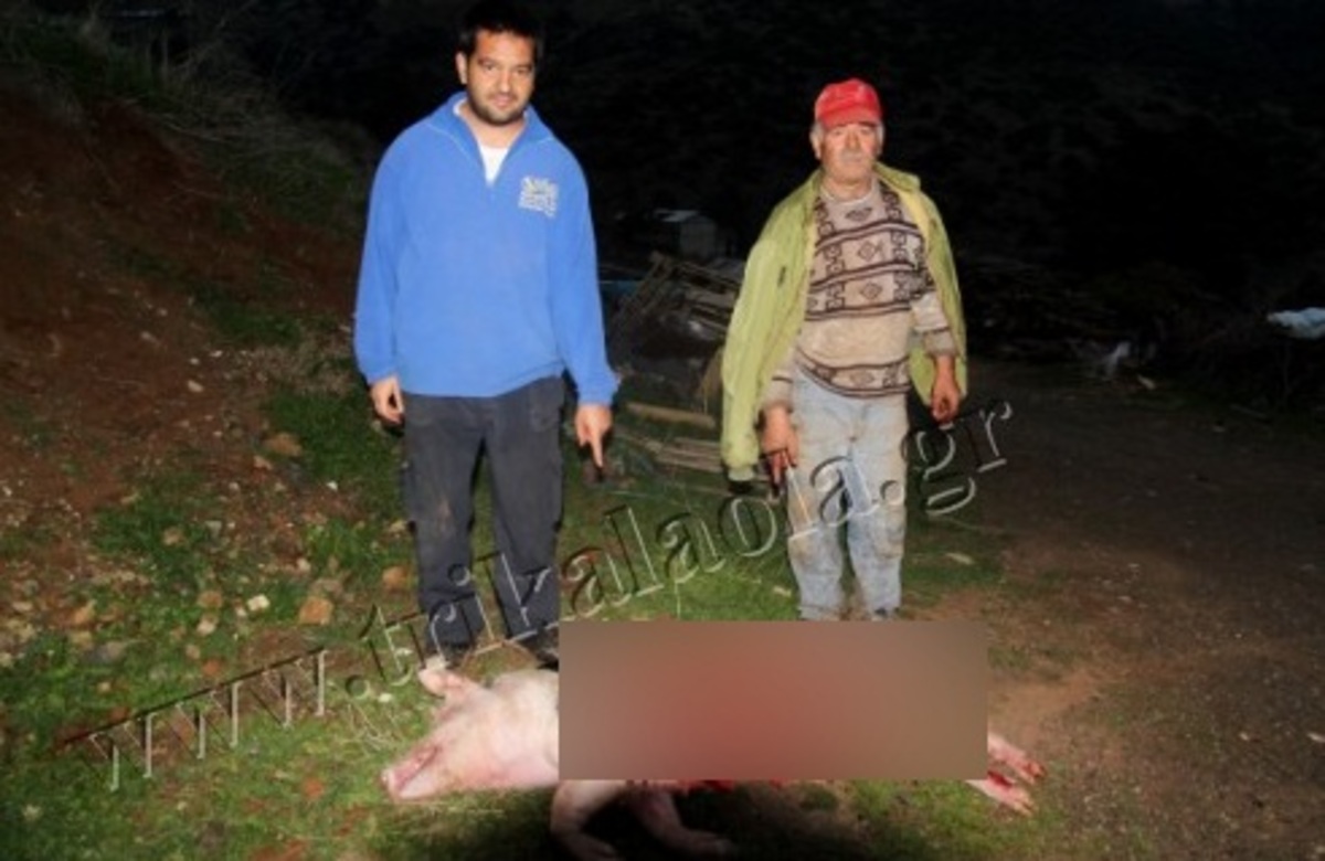 Tρίκαλα: Αρκούδες κατασπάραξαν γουρούνια, πρόβατα και κότες-Δείτε βίντεο! | Newsit.gr Tρίκαλα: Αρκούδες κατασπάραξαν γουρούνια, πρόβατα και κότες-Δείτε βίντεο! | Newsit.gr