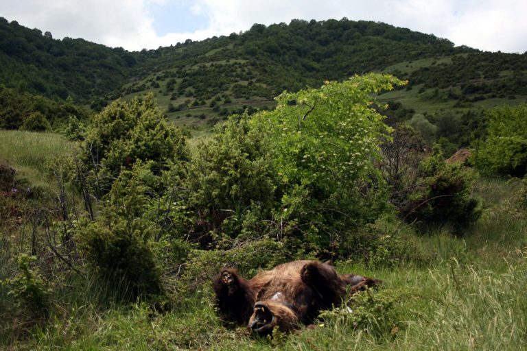 Φλώρινα: Αδίστακτοι σκότωσαν και ακρωτηρίασαν αρκούδα | Newsit.gr Φλώρινα: Αδίστακτοι σκότωσαν και ακρωτηρίασαν αρκούδα | Newsit.gr
