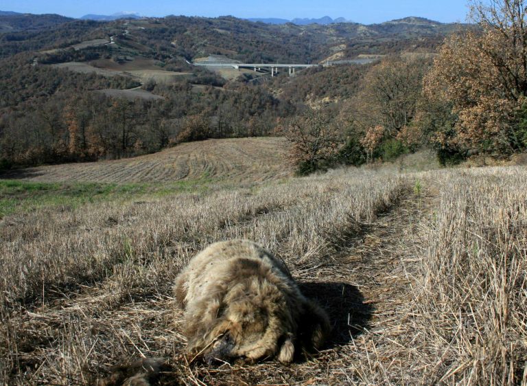 Σκότωσε αρκουδάκι και πήρε για λάφυρο το… αφτί του! | Newsit.gr Σκότωσε αρκουδάκι και πήρε για λάφυρο το… αφτί του! | Newsit.gr