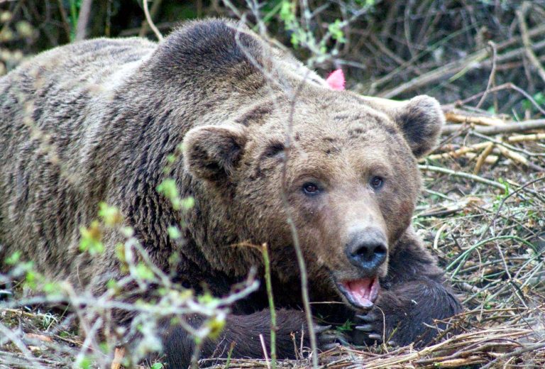 Οι αρκούδες στην Καστοριά παρακολουθούνται στενά | Newsit.gr Οι αρκούδες στην Καστοριά παρακολουθούνται στενά | Newsit.gr