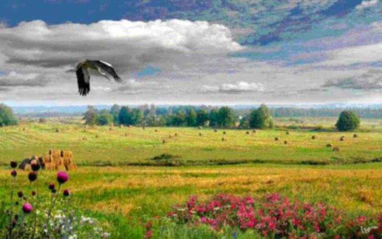 Ευρωπαϊκό πρόγραμμα για την προστασία της βιοποικιλότητας | Newsit.gr Ευρωπαϊκό πρόγραμμα για την προστασία της βιοποικιλότητας | Newsit.gr