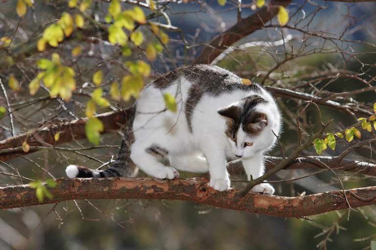 Φυλακή 56 ημερών γιατί έβαλε τη γάτα σε στεγνωτήριο | Newsit.gr Φυλακή 56 ημερών γιατί έβαλε τη γάτα σε στεγνωτήριο | Newsit.gr