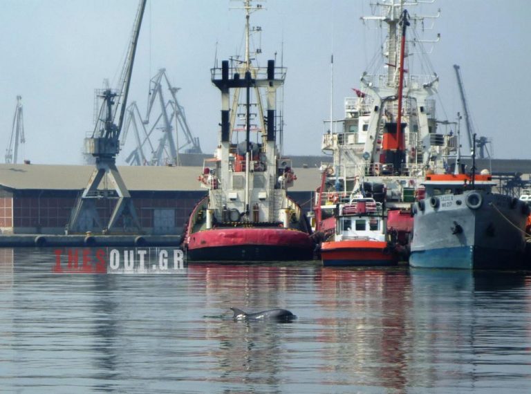 Δελφίνι στο Θερμαϊκό κόλπο | Newsit.gr Δελφίνι στο Θερμαϊκό κόλπο | Newsit.gr
