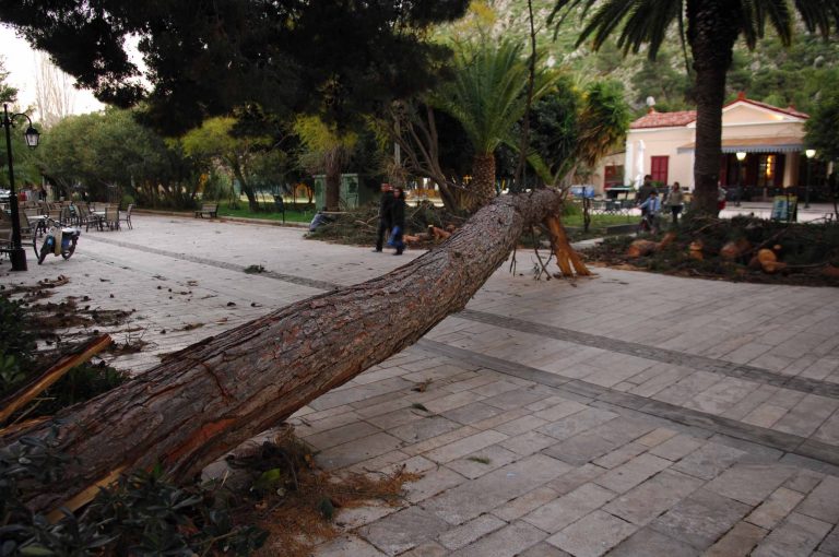 Κέρκυρα: Περνούσε με τη μοτοσικλέτα και τον πλάκωσε το δέντρο! | Newsit.gr Κέρκυρα: Περνούσε με τη μοτοσικλέτα και τον πλάκωσε το δέντρο! | Newsit.gr