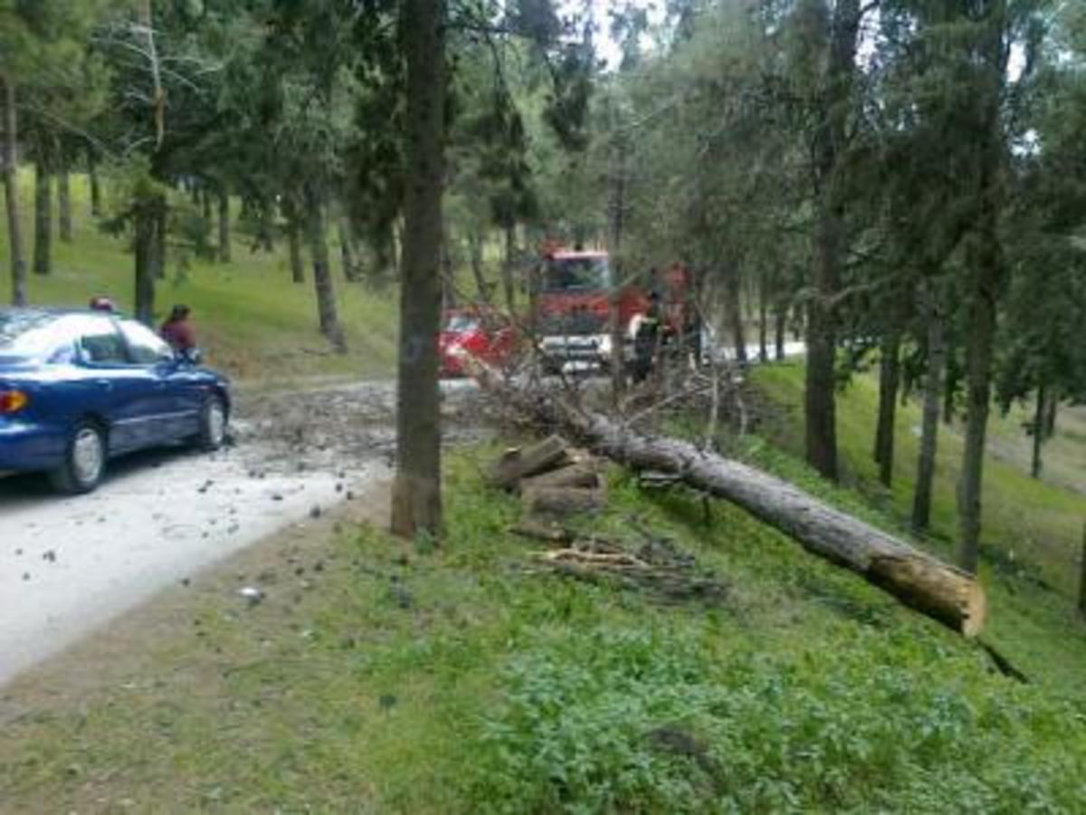 Φθιώτιδα: Έβλεπε το δέντρο να του έρχεται στο κεφάλι! | Newsit.gr Φθιώτιδα: Έβλεπε το δέντρο να του έρχεται στο κεφάλι! | Newsit.gr