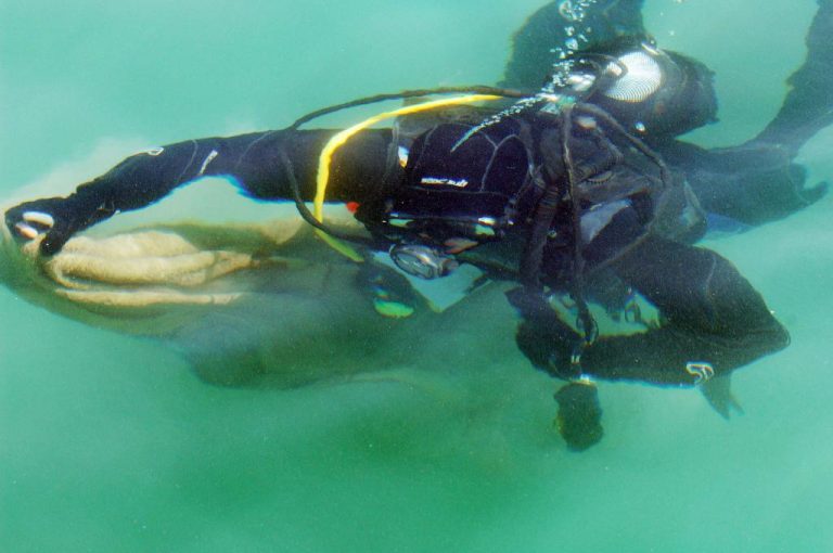 Πρέβεζα: Πέταξε μπουκάλι στο δύτη που καθάριζε το λιμάνι! | Newsit.gr Πρέβεζα: Πέταξε μπουκάλι στο δύτη που καθάριζε το λιμάνι! | Newsit.gr