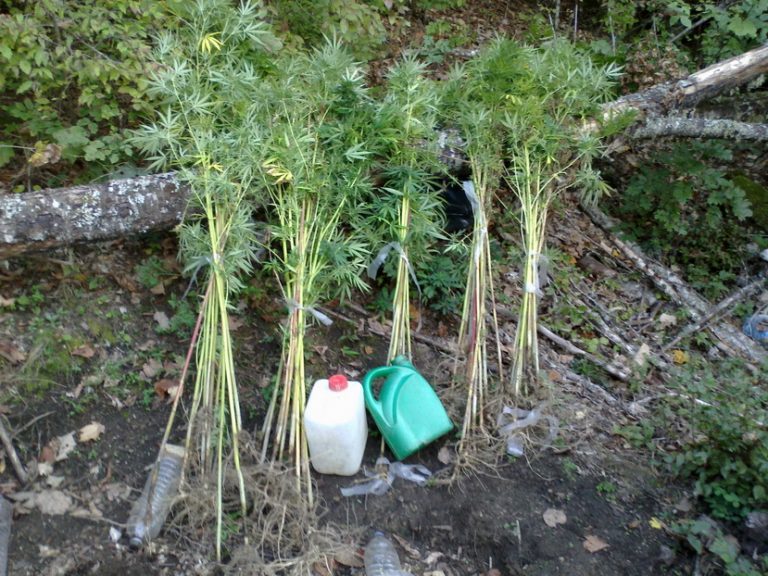 Δράμα: Βρήκαν τη φυτεία, ψάχνουν τους καλλιεργητές | Newsit.gr Δράμα: Βρήκαν τη φυτεία, ψάχνουν τους καλλιεργητές | Newsit.gr