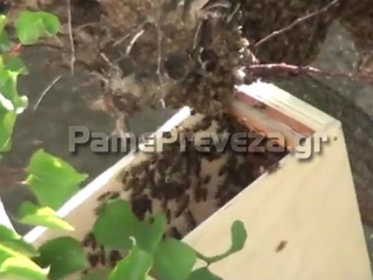 Πρέβεζα: Σμήνος από μέλισσες φώλιασε στο κέντρο της πόλης | Newsit.gr Πρέβεζα: Σμήνος από μέλισσες φώλιασε στο κέντρο της πόλης | Newsit.gr