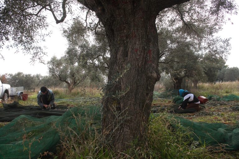Αγρίνιο: Βρέθηκε κρεμασμένος σε ελιά κοντά στο νεκροταφείο | Newsit.gr Αγρίνιο: Βρέθηκε κρεμασμένος σε ελιά κοντά στο νεκροταφείο | Newsit.gr