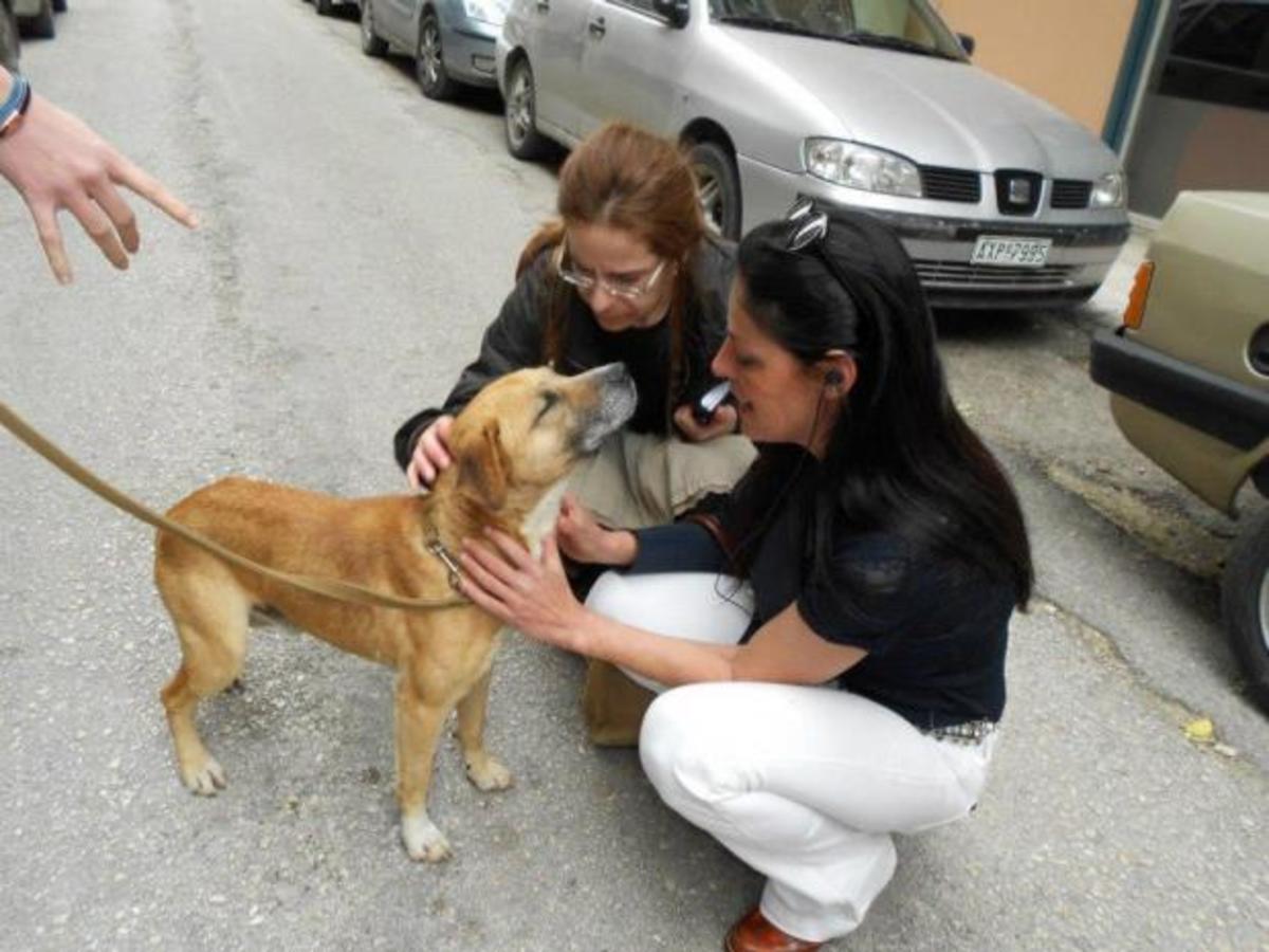 Πάτρα: Αυτός είναι ο σκύλος που κακοποιήθηκε από το αφεντικό του – Φωτό! | Newsit.gr Πάτρα: Αυτός είναι ο σκύλος που κακοποιήθηκε από το αφεντικό του – Φωτό! | Newsit.gr